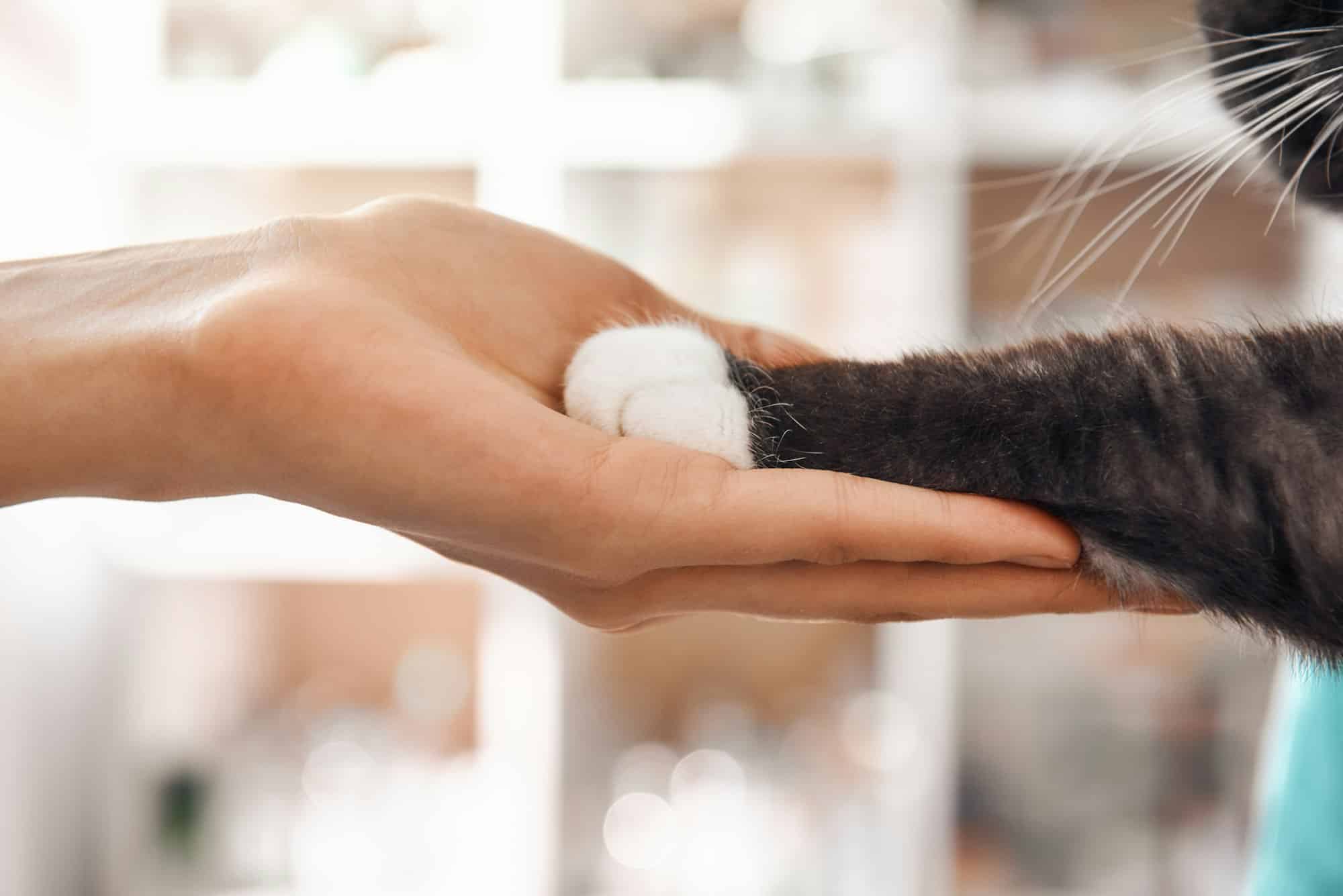 I am a friend for my patient. Close-up photo of female vet hand holding a paw of a black fluffy cat