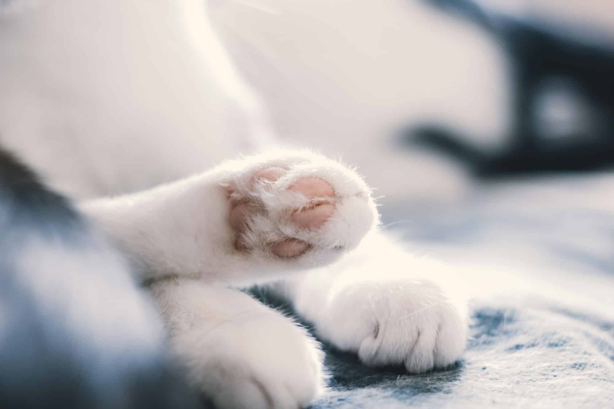 soft cat’s pink foot, sleeping cat